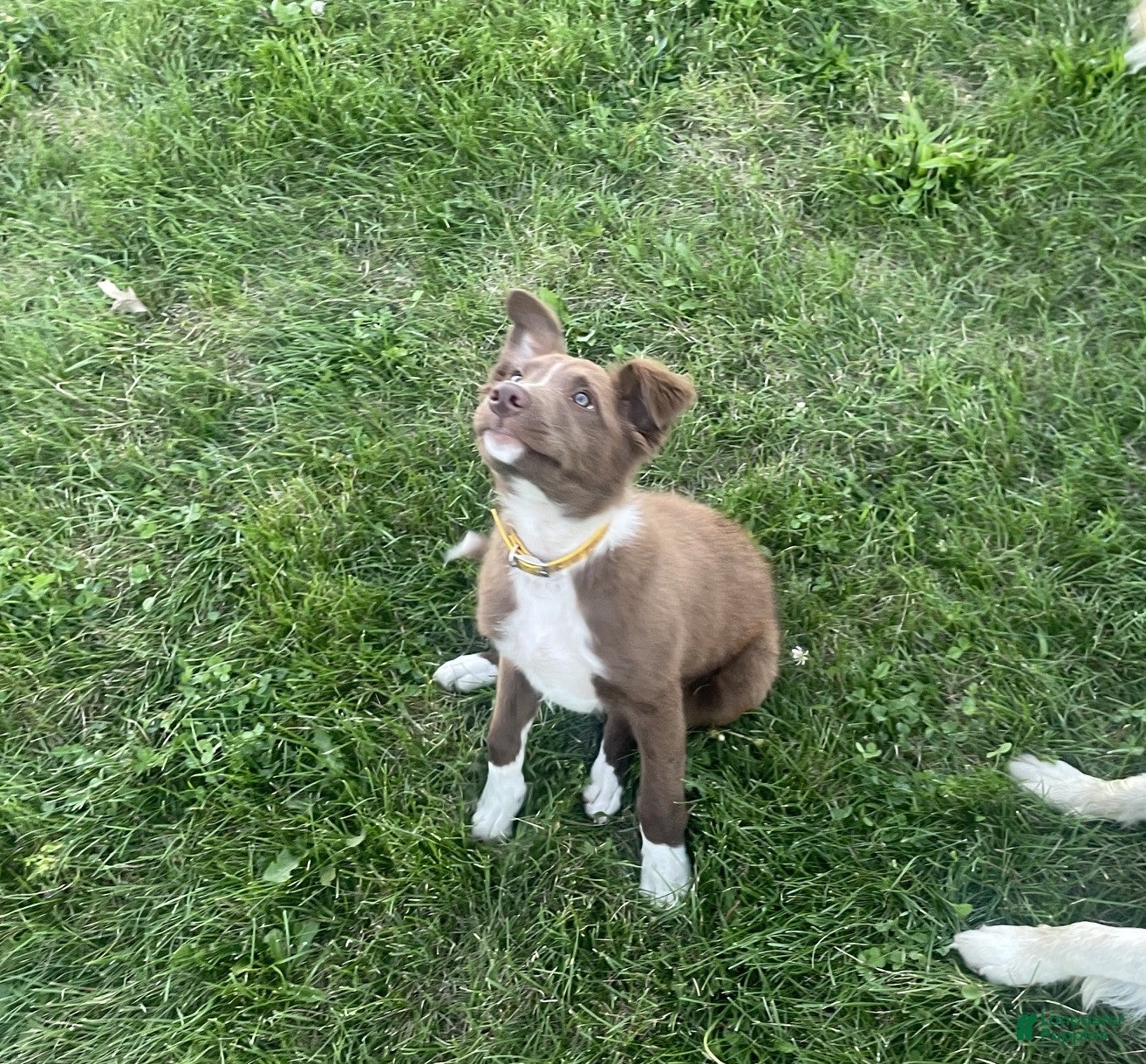 Border Collie dogs Baxter - Ad 2