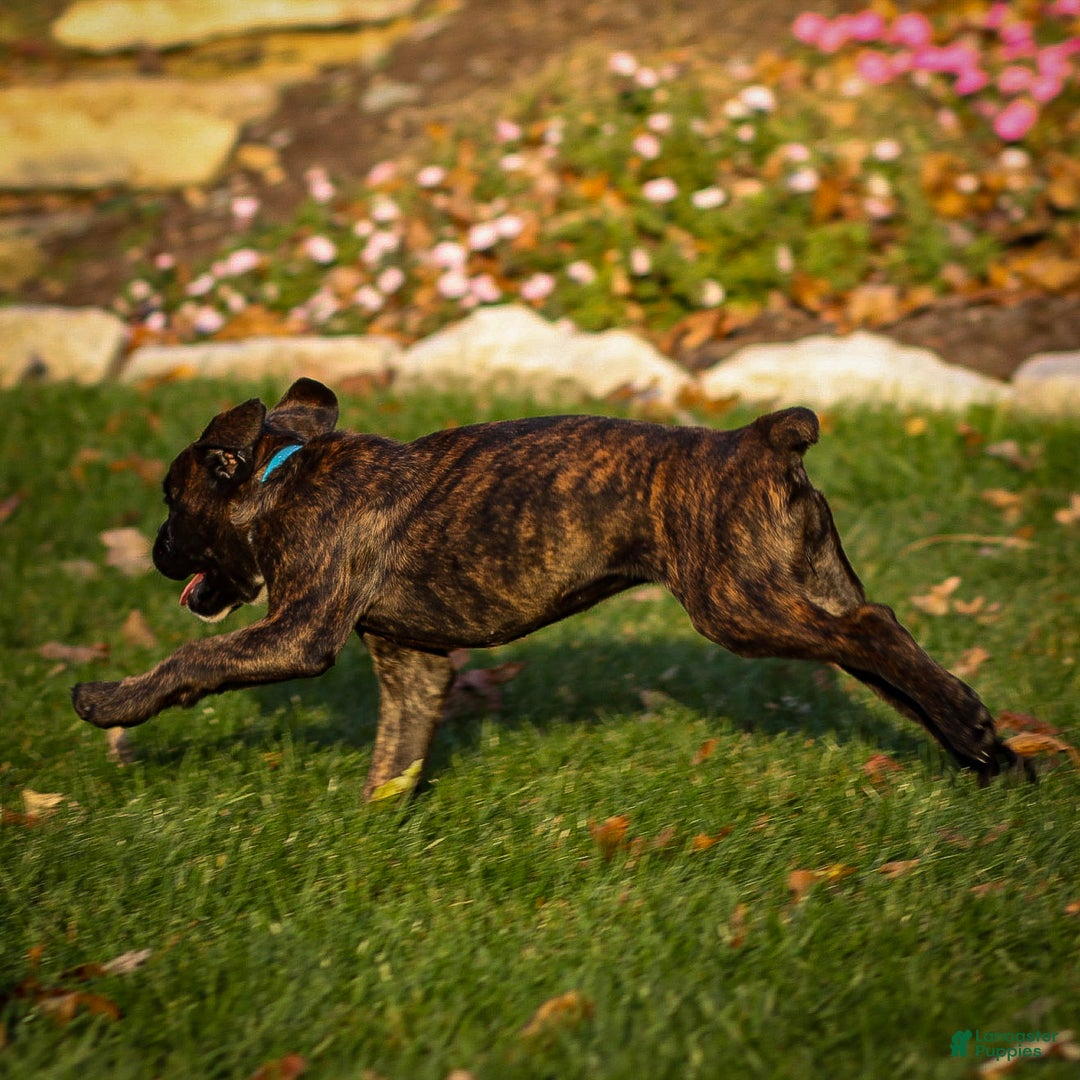 Boxer dogs for sale: Gracie - Ad 4
