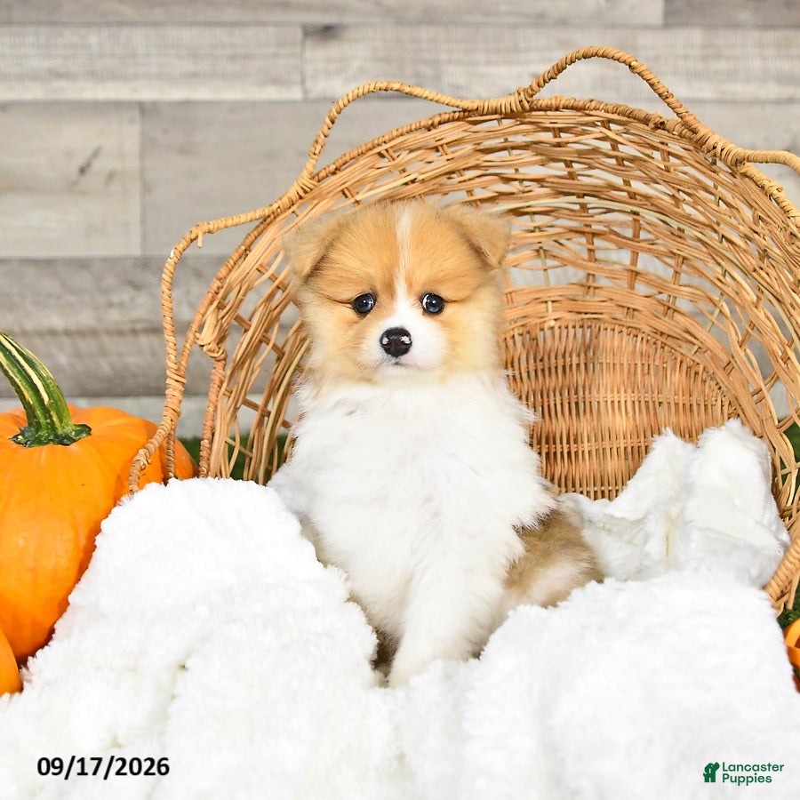 Pomeranian dogs Nolan - Ad 1