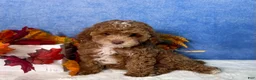 Toy Poodle dogs for sale: Flash - Ad 3