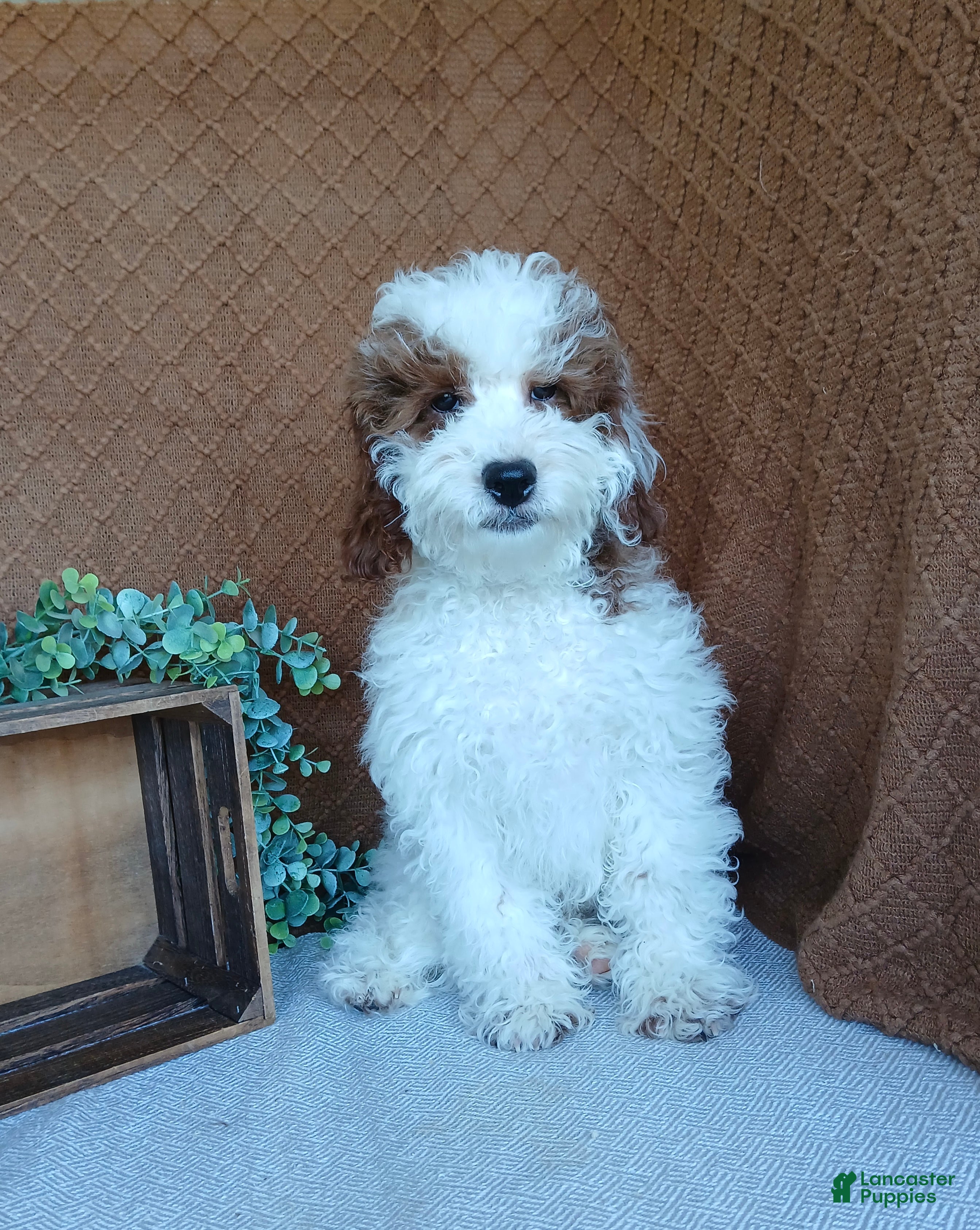 Cavapoo dogs Smokey  - Ad 1