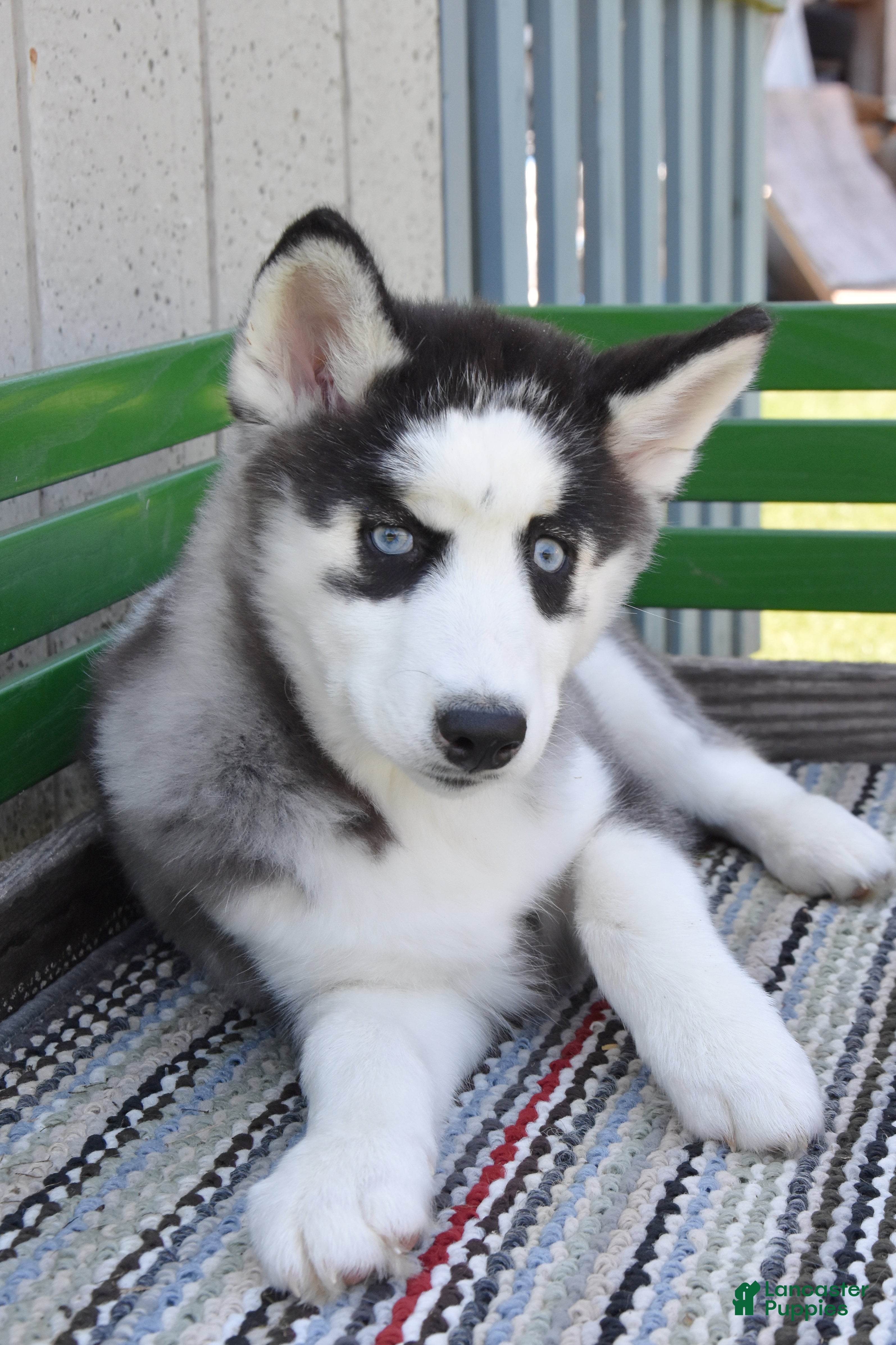 Siberian Husky dogs Hartley - Ad 2