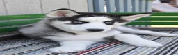 Siberian Husky dogs for sale: Hartley - Ad 2