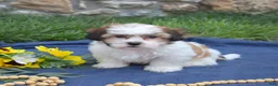 Teddy Bear dogs for sale: Chowder  - Ad 7
