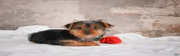 Yorkshire Terrier dogs for sale: Rose - Ad 5