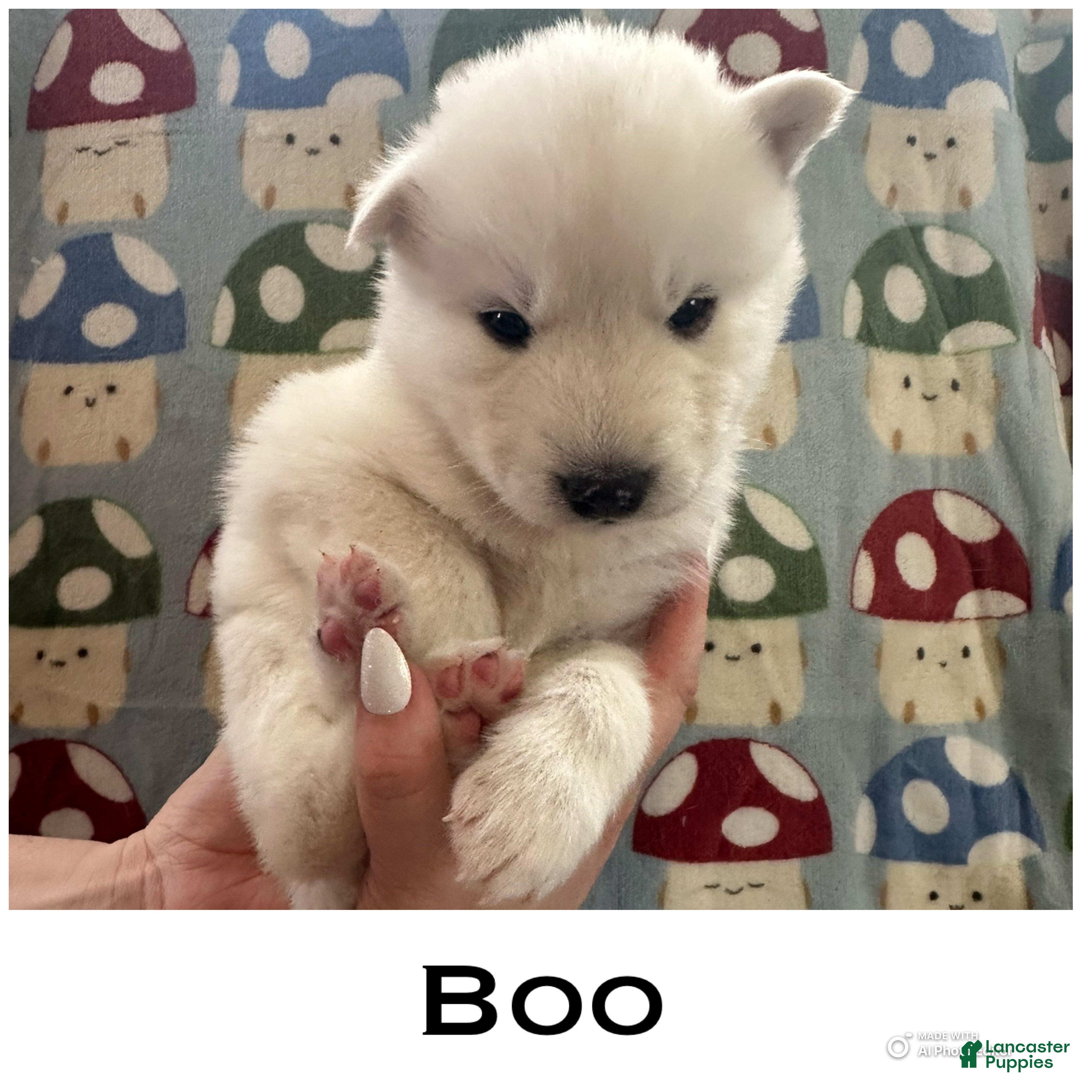Siberian Husky dogs for sale: Boo - Ad 3