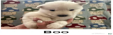 Boo