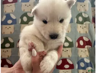 Siberian Husky dogs Boo - Ad 33