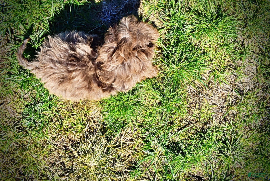 Havapoo dogs for sale: Gracie - Black Friday Sale - Ad 10