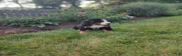 Bernese Mountain Dog dogs for sale: Lee - Ad 4
