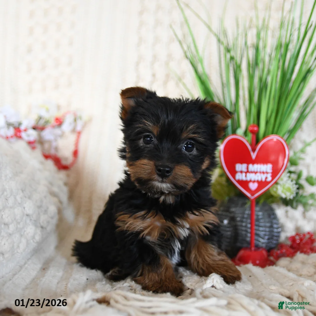 Yorkshire Terrier dogs for sale: Bella   - Ad 2