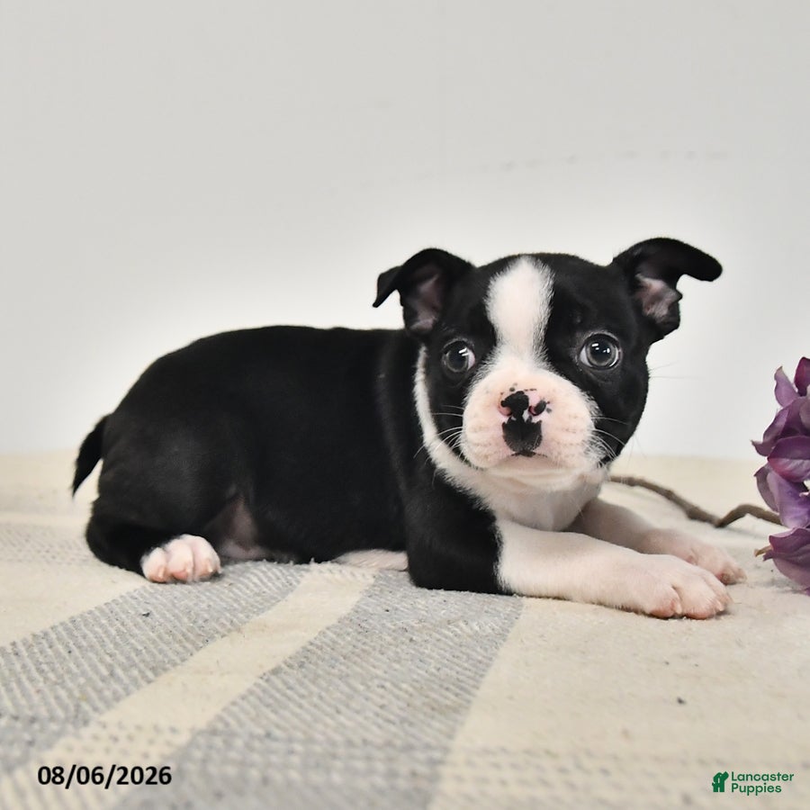 Boston Terrier dogs Juno - Ad 2