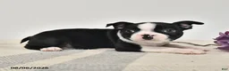 Boston Terrier dogs for sale: Juno - Ad 2