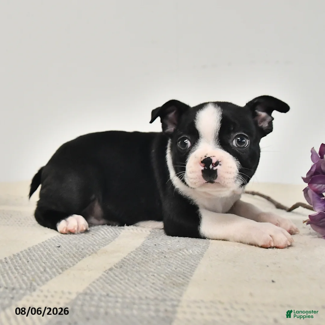 Boston Terrier dogs for sale: Juno - Ad 2