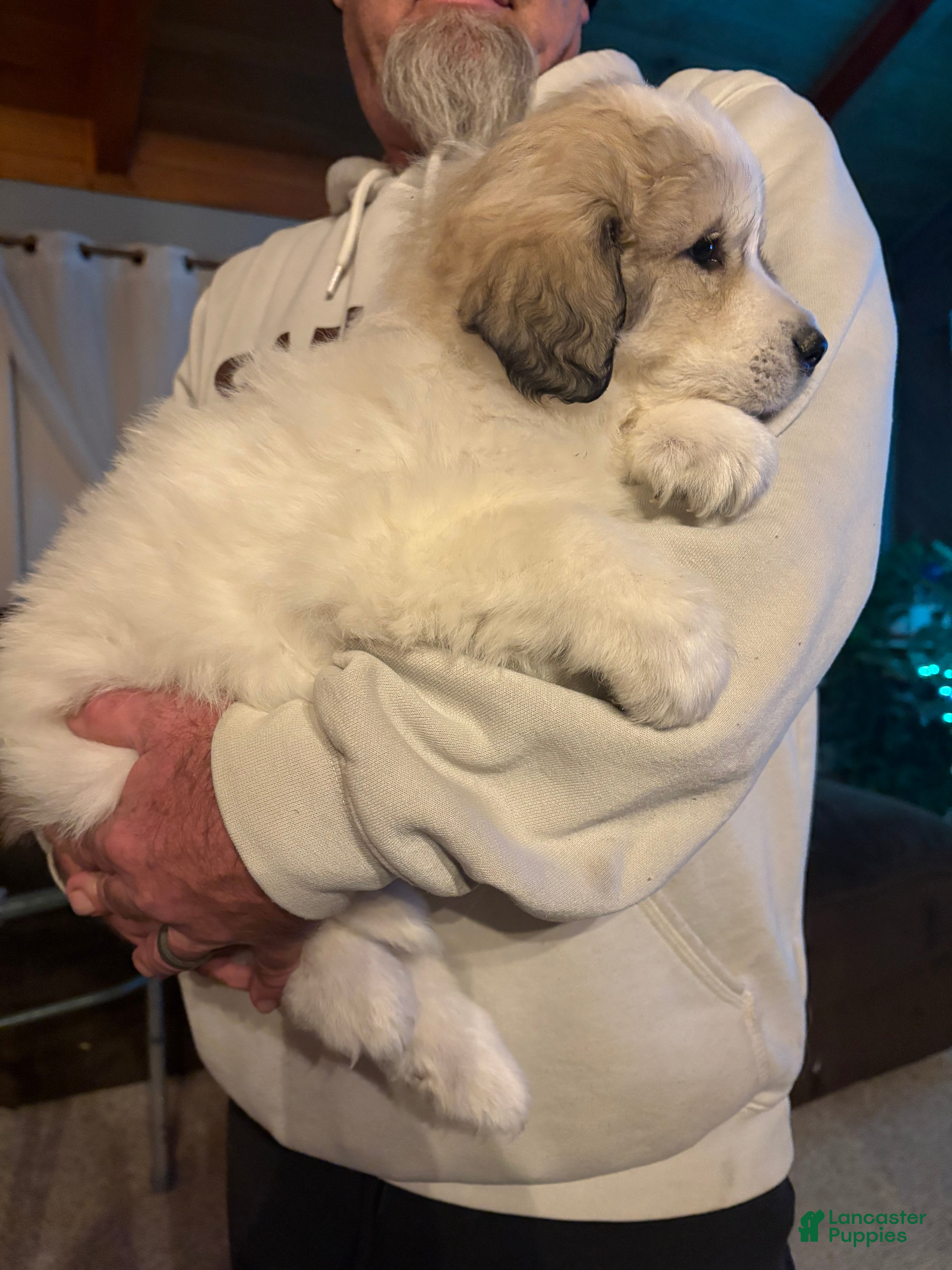 Great Pyrenees dogs Great Pyrenees Male Puppy - Grey - Ad 22
