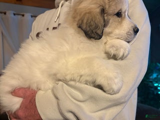 Great Pyrenees dogs Great Pyrenees Male Puppy - Grey - Ad 22