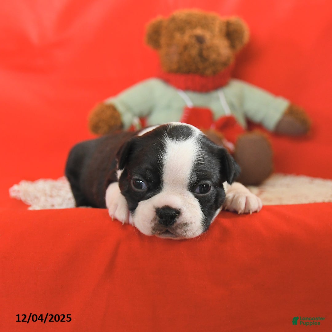Boston Terrier dogs for sale: Prancer - Ad 2