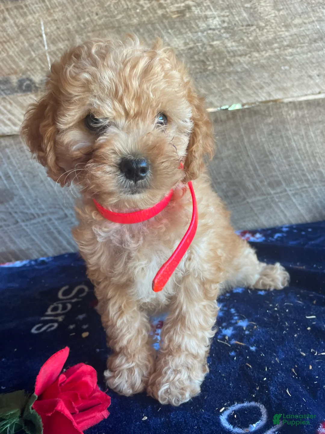 Cavapoochon dogs for sale: Alex - Ad 1