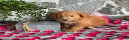 Goldendoodle dogs for sale: Nellie - Ad 8