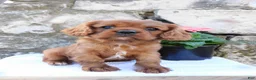 Cavalier King Charles Spaniel dogs for sale: Dozer - Ad 3