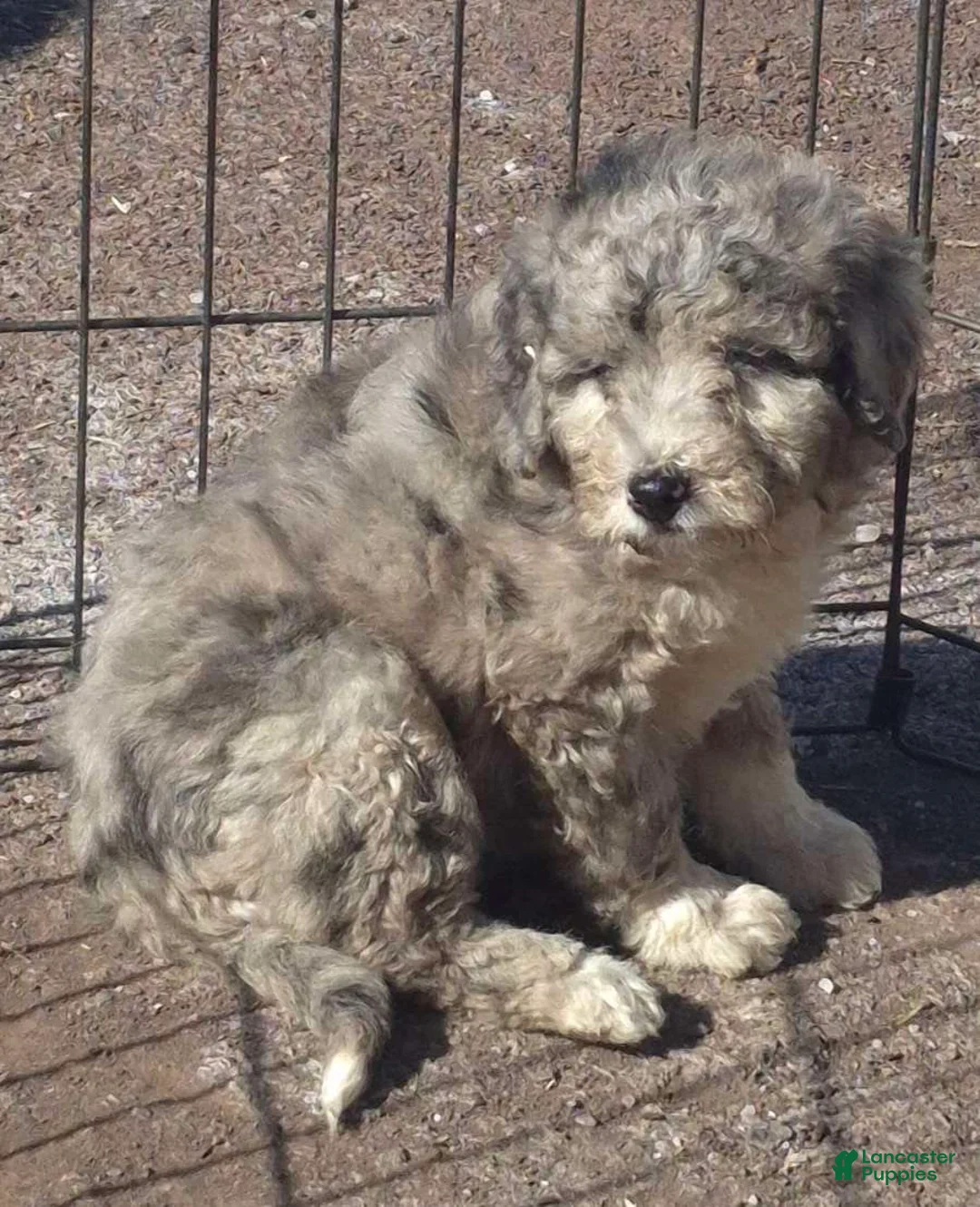 Mini Bernedoodle dogs for sale: Mini Bernedoodle Puppy 1 - Ad 8