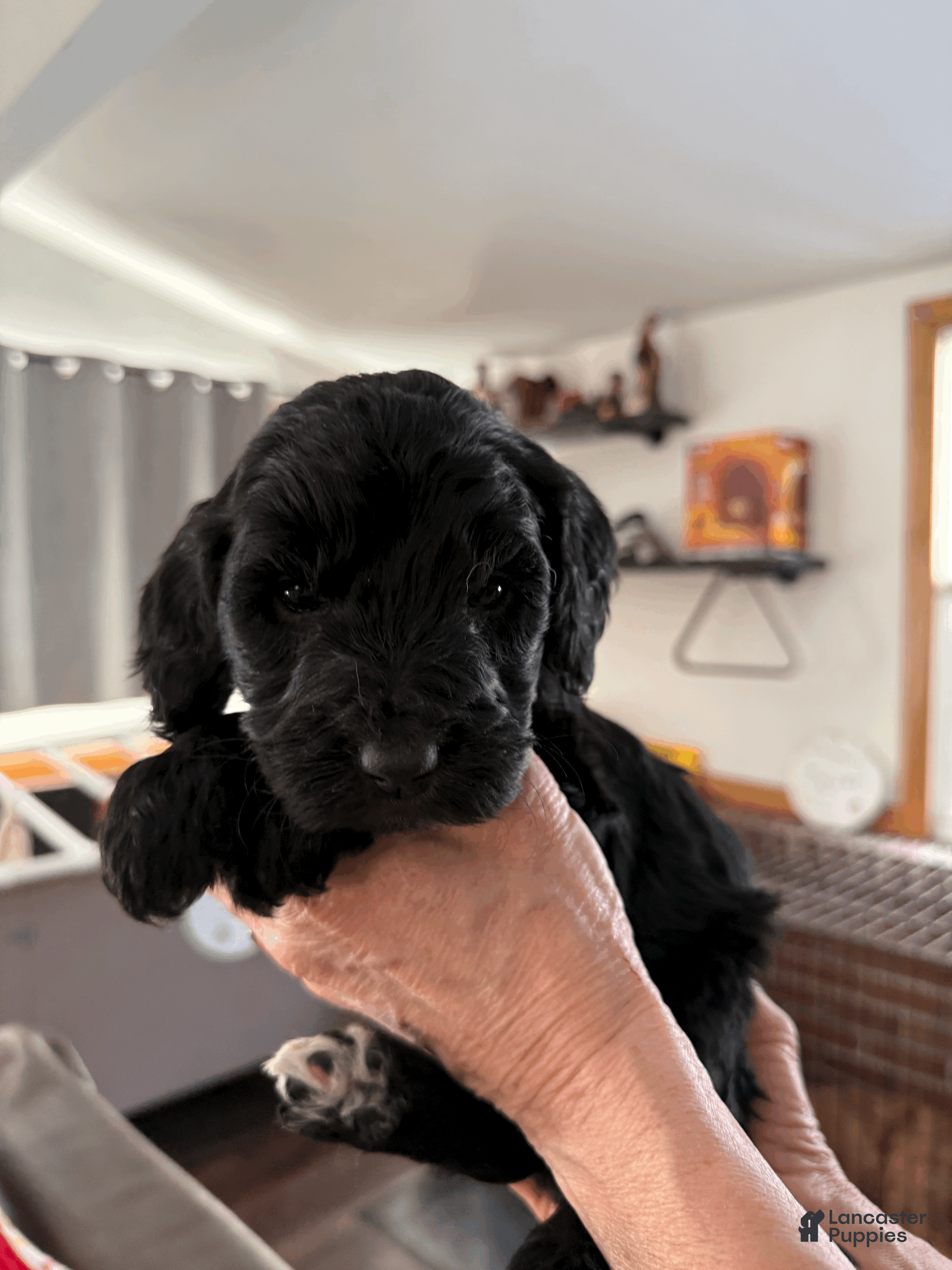 Goldendoodle dogs Light Green - Ad 25