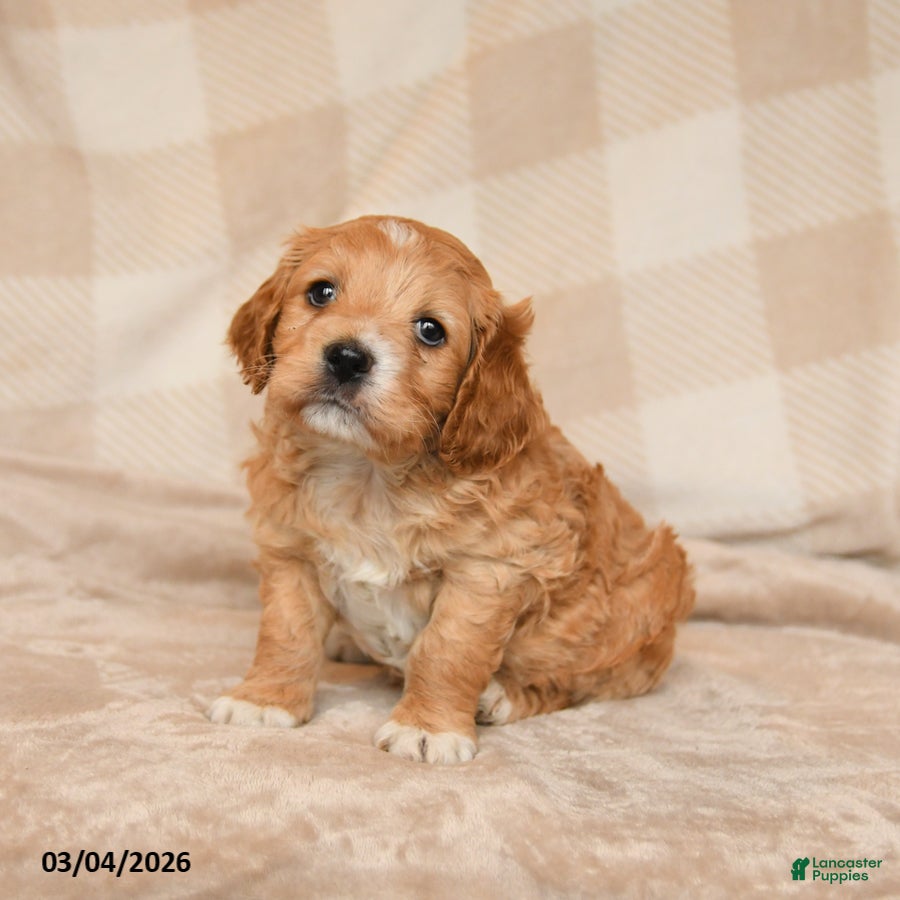 Cockapoo dogs Charlie - Ad 2