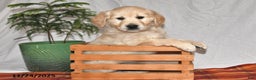 Golden Retriever dogs for sale: Prancer - Ad 3