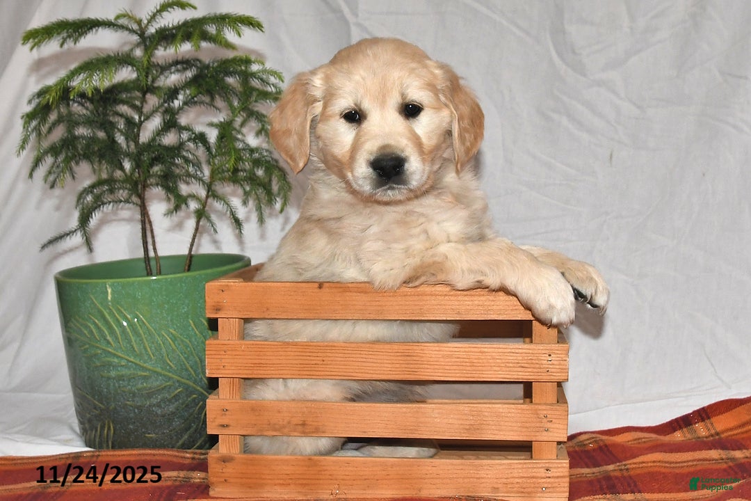 Golden Retriever dogs for sale: Prancer - Ad 3