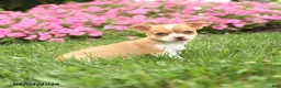 Chihuahua dogs for sale: Madame Bailey - Ad 3