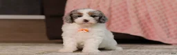 Miniature Poodle dogs for sale: Jasper (AKC) - Ad 3