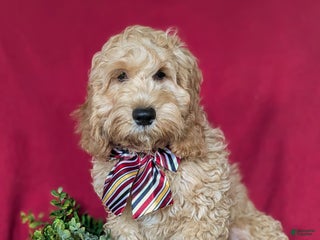 Cockapoo dogs Leon - Ad 14