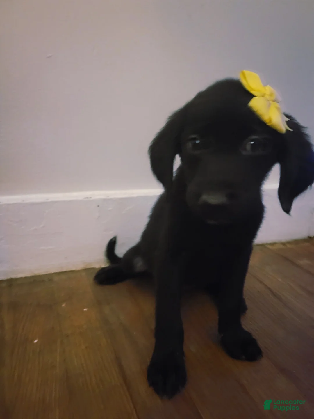 Mixed Breed dogs for sale: Mixed Breed 11 - Ad 2