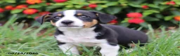 Mixed Breed dogs for sale: Otto - Ad 4
