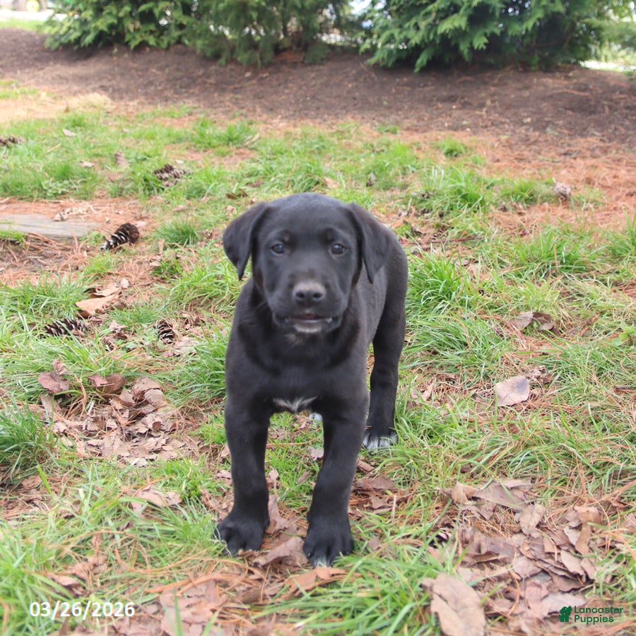 Mixed Breed dogs Maddox - Ad 2