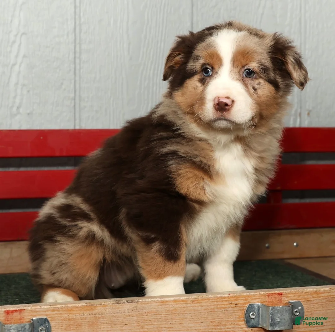 Australian Shepherd dogs for sale: Fluffy - Ad 3