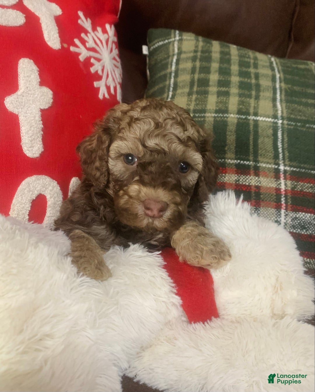 Cockapoo dogs for sale: Cockapoo Puppy 1 - Ad 1