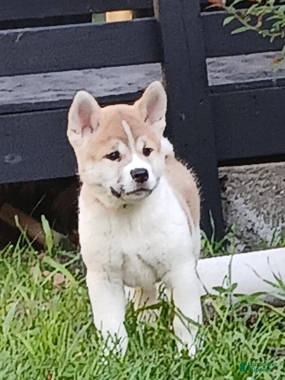 Akita dogs for sale: Willow - Ad 1