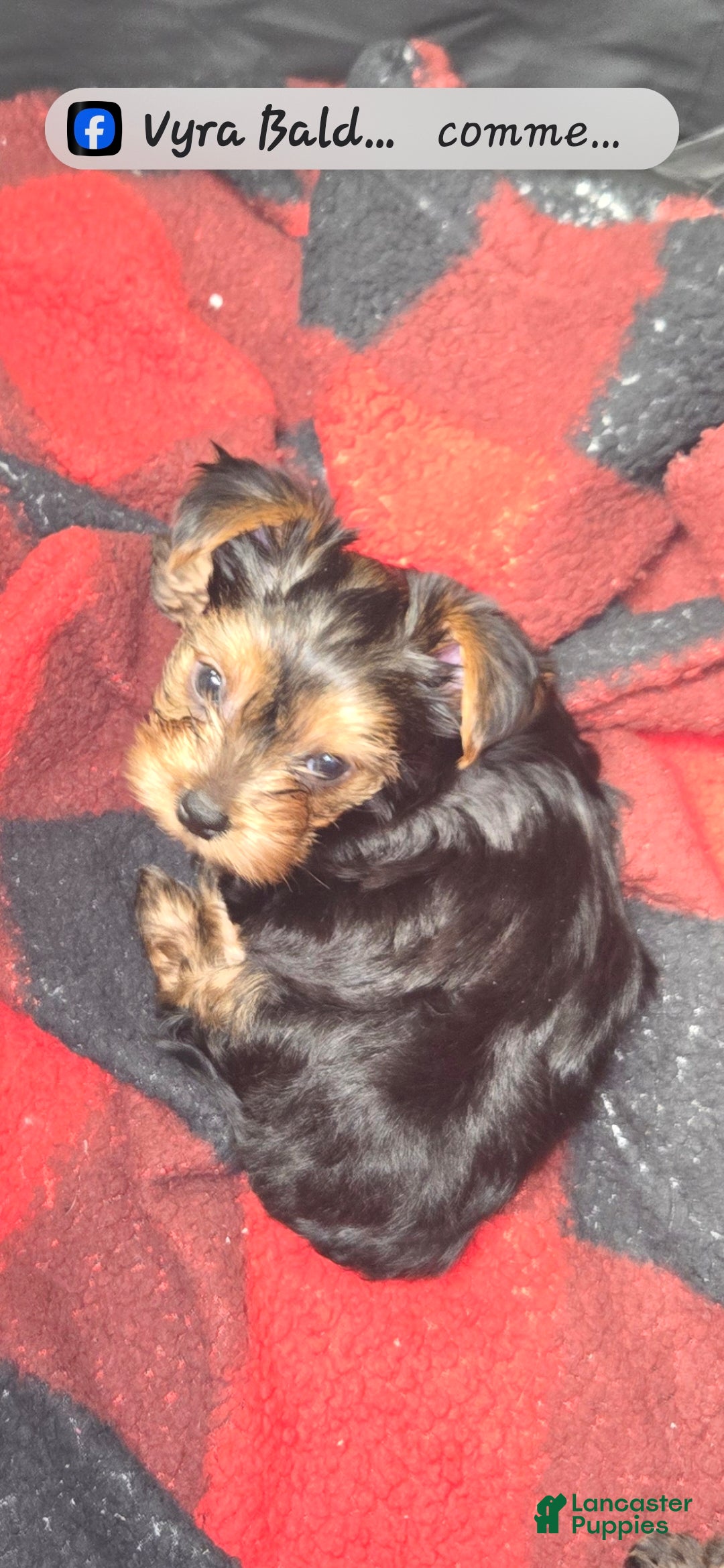 Yorkshire Terrier dogs for sale: Biggie  - Ad 2