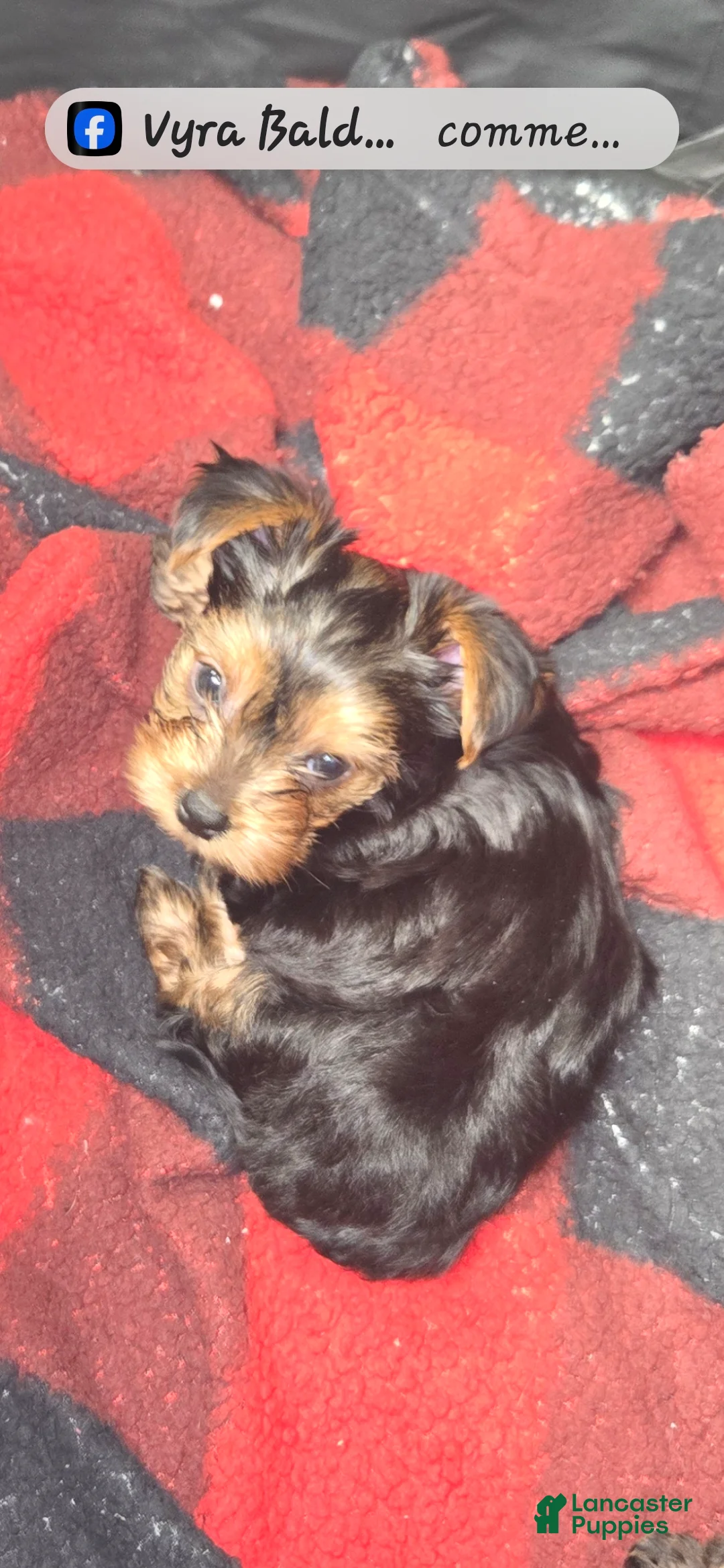Yorkshire Terrier dogs for sale: Biggie  - Ad 2