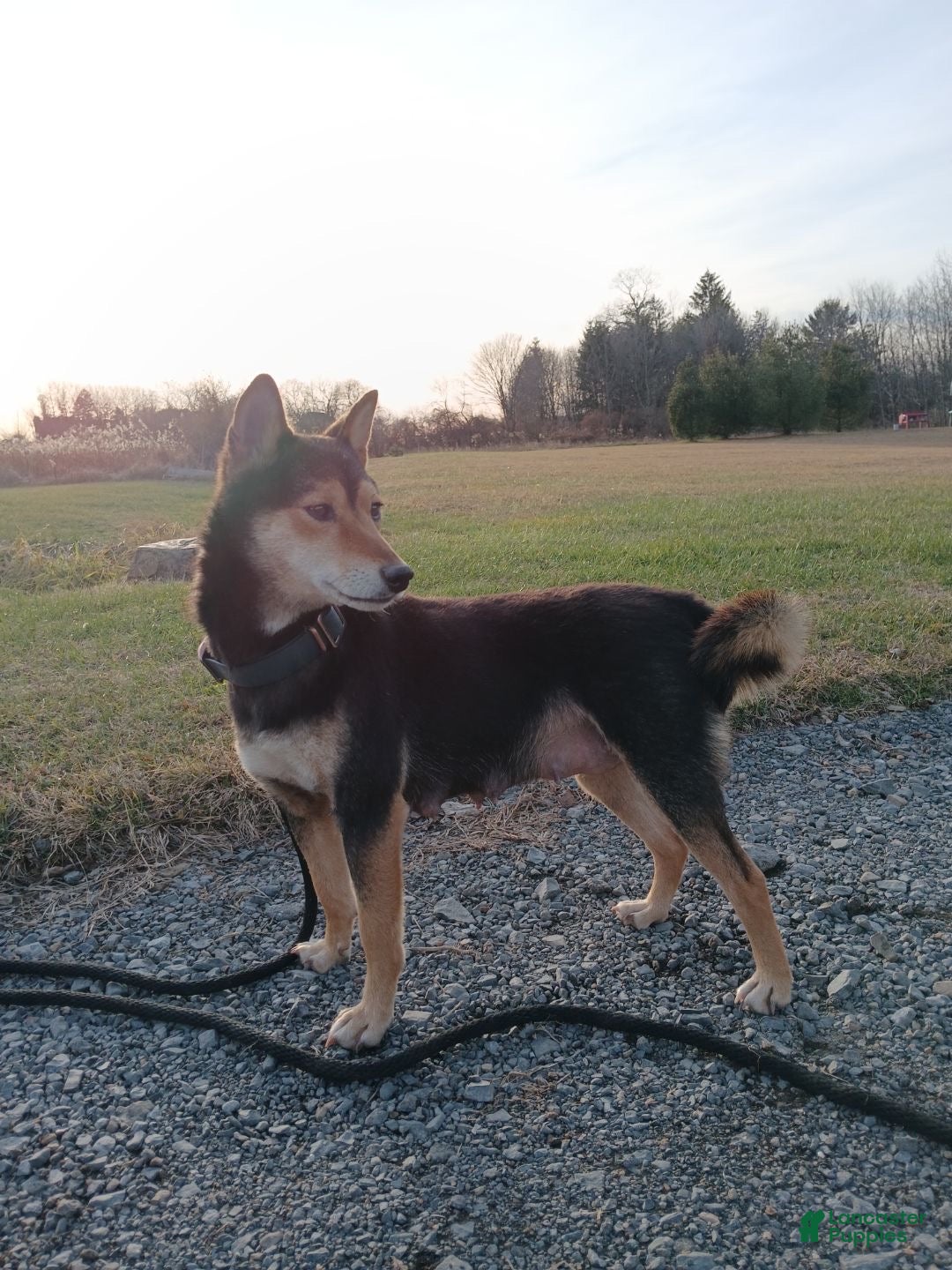 Shiba Inu dogs for sale: Peppermint - Ad 4