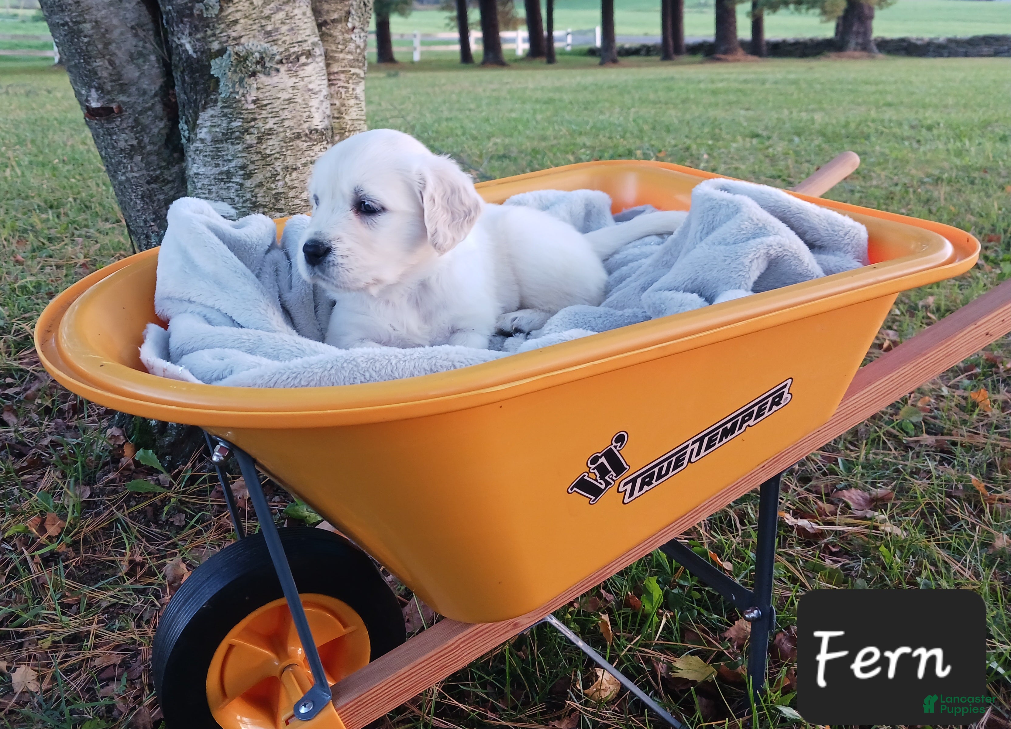 Golden Retriever dogs Fern  - Ad 2