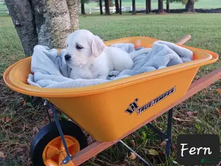 Golden Retriever dogs Fern - Ad 2
