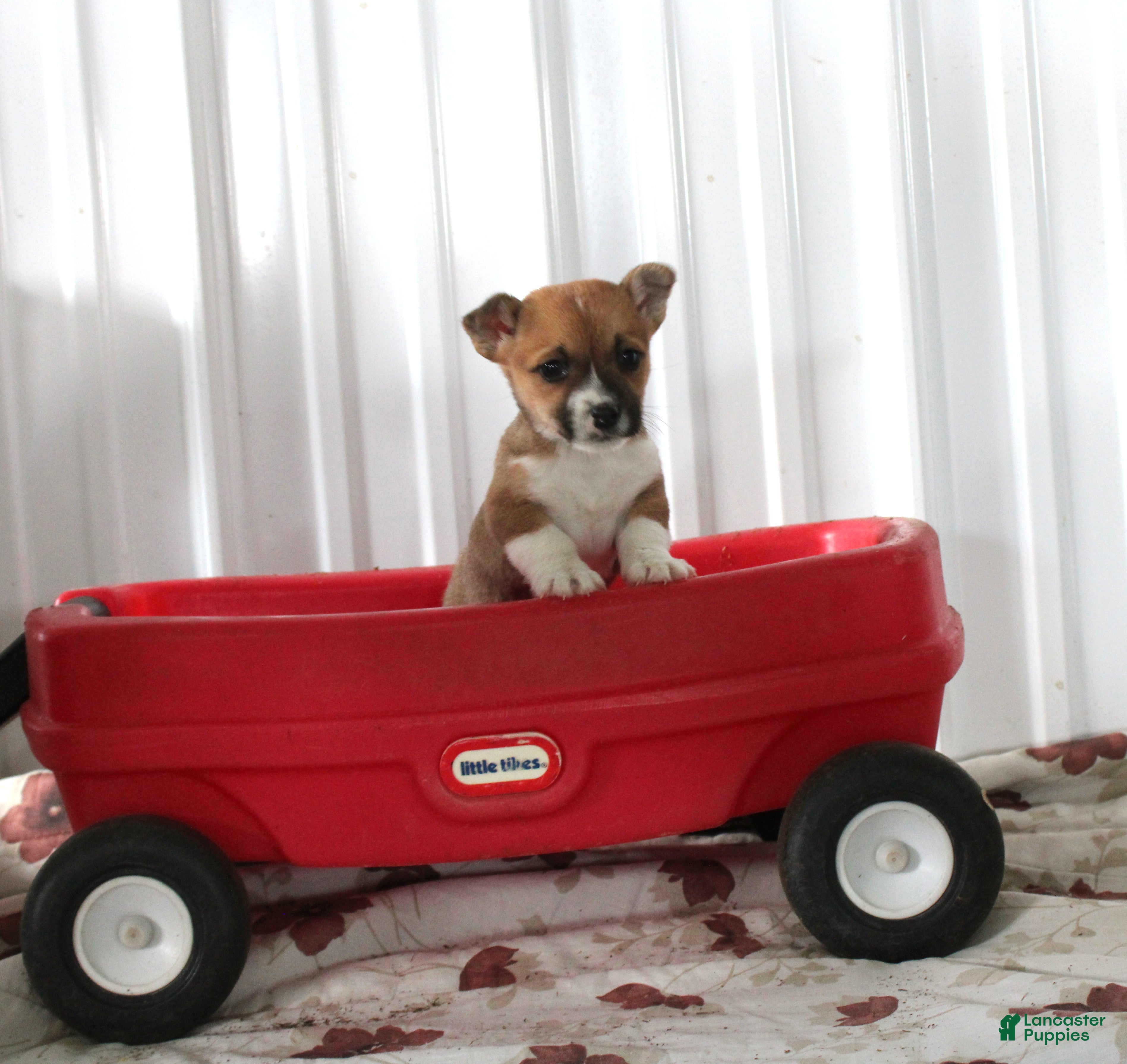 Mixed Breed dogs Sampson - Ad 12