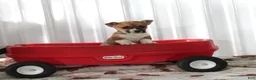 Mixed Breed dogs for sale: Sampson - Ad 1