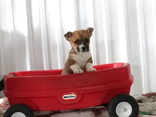 Mixed Breed dogs Sampson - Ad 12