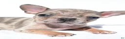 French Bulldog dogs for sale: Charlie - Ad 6