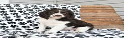Mixed Breed dogs for sale: Patches - Ad 7