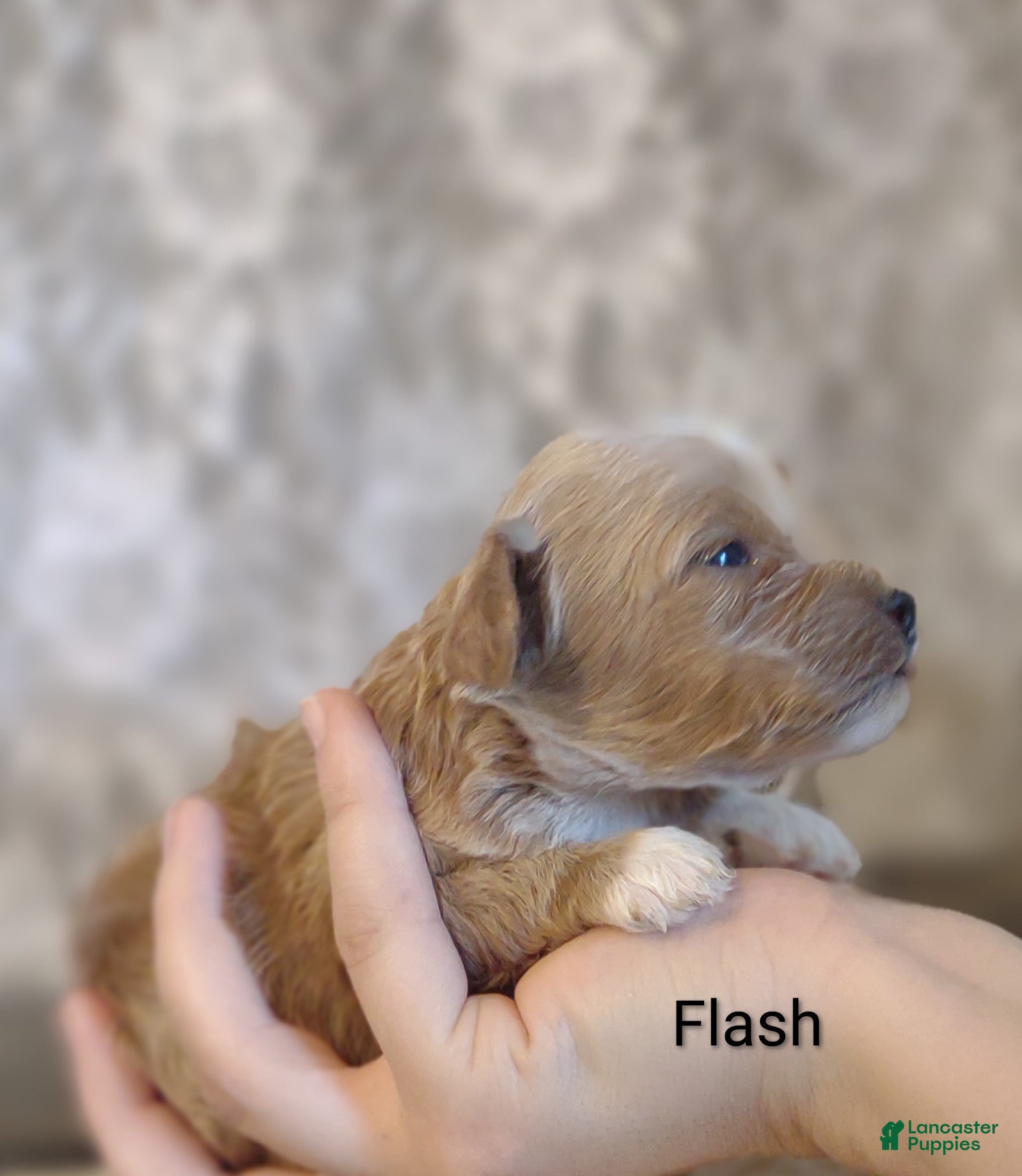 Shihpoo dogs Flash - Ad 7