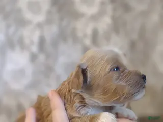 Shihpoo dogs Flash - Ad 20